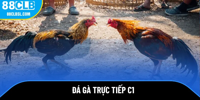 đá gà trực tiếp c1