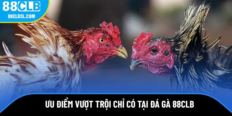 Điểm nổi bật vượt trội chỉ có tại đá gà 88CLB